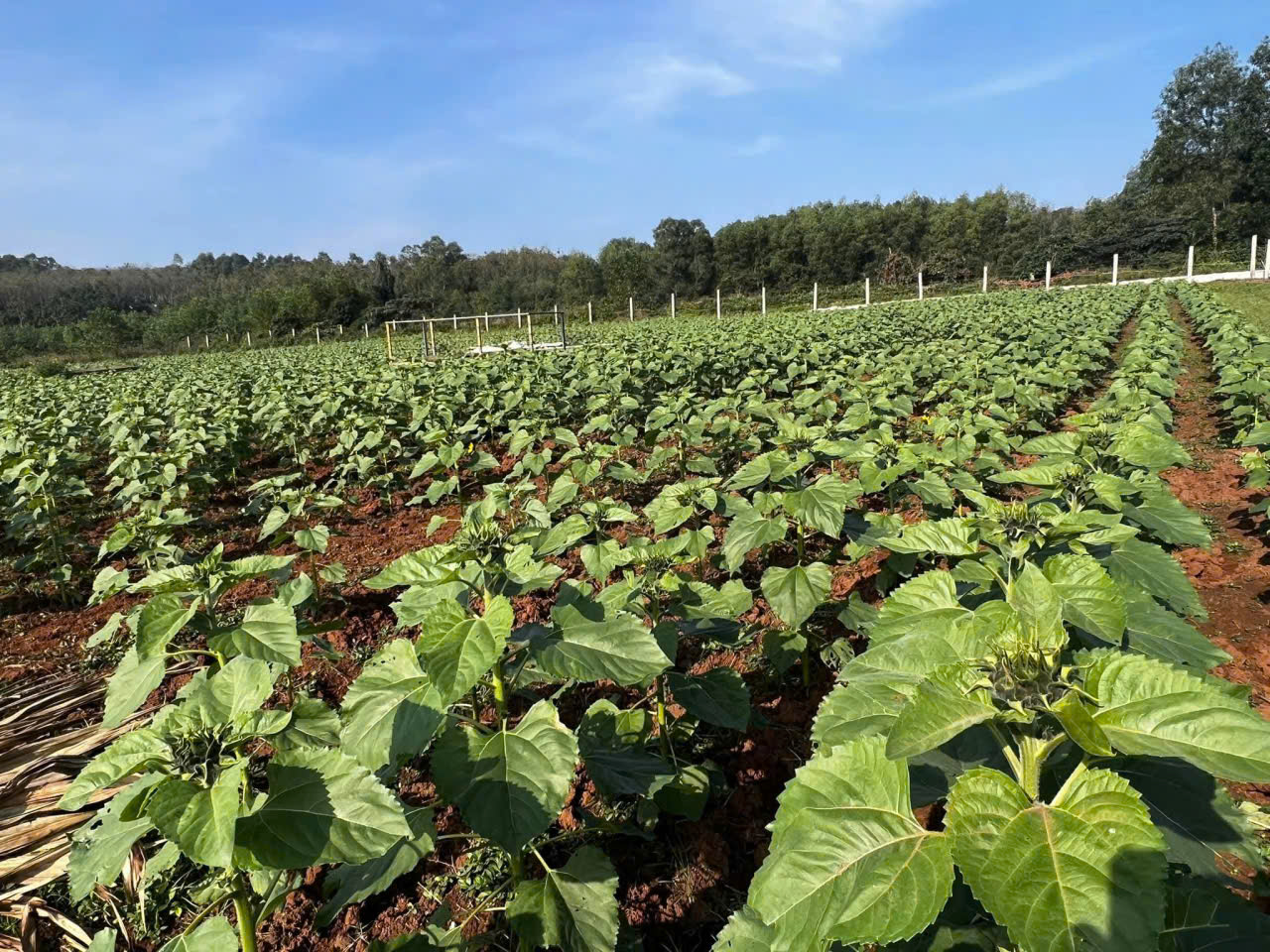 z7454534733678_ff92768f34452e7781294305bbfe137b