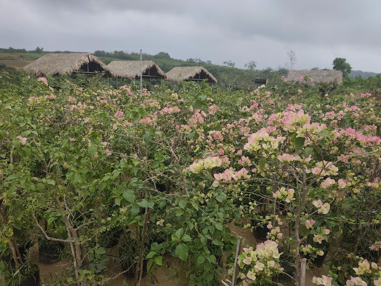 z7454534735898_b8962eae1ec333a02381d31021700102