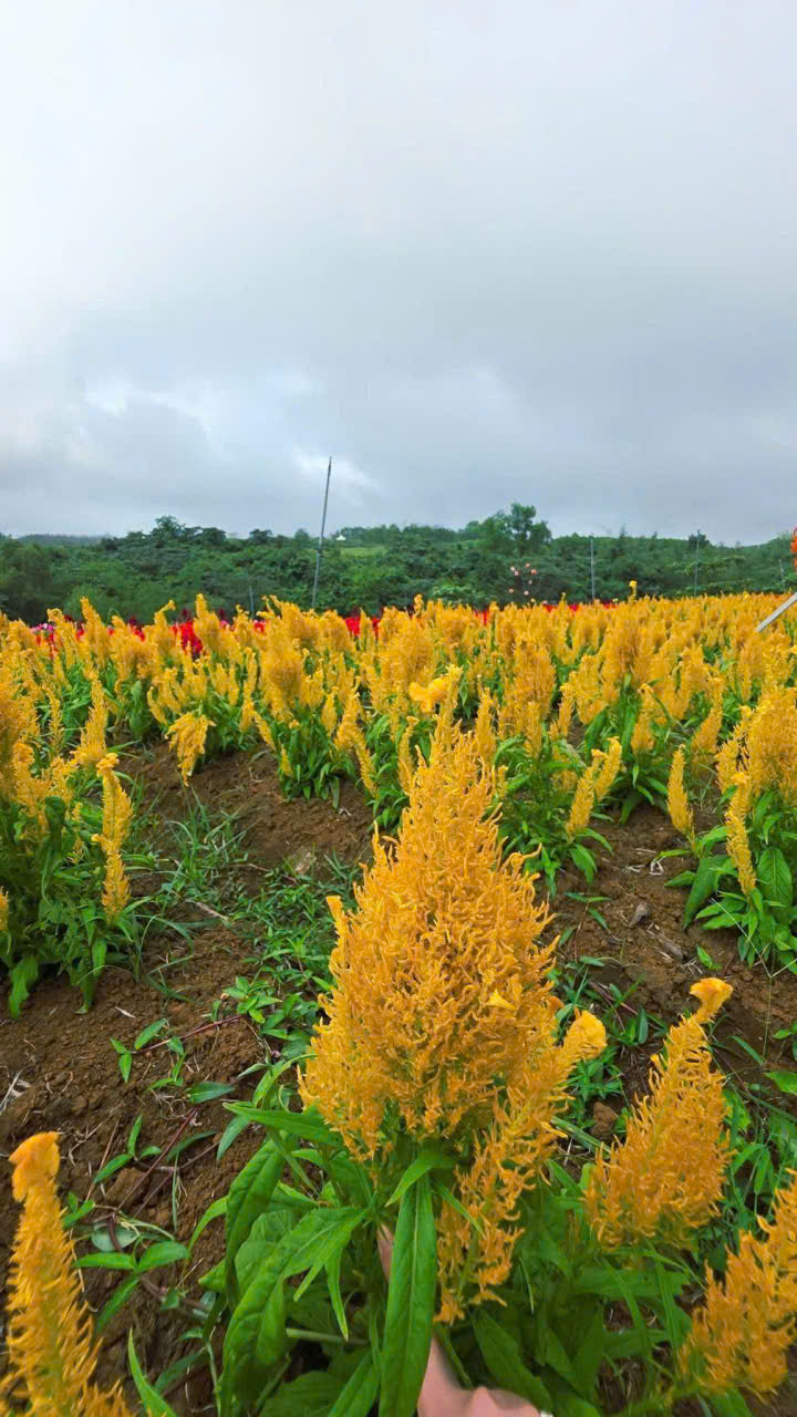 z7462310092485_05f850b3f95c9c7b324e675897808858