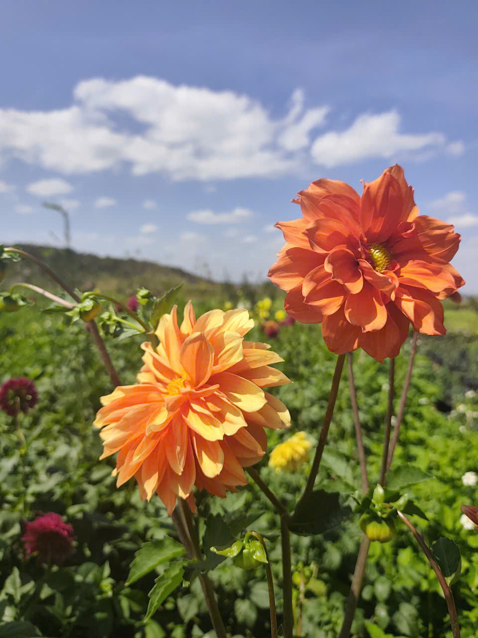 z7476442171153_7e4f3a6b1fba639b138ad3de3cde5a9c