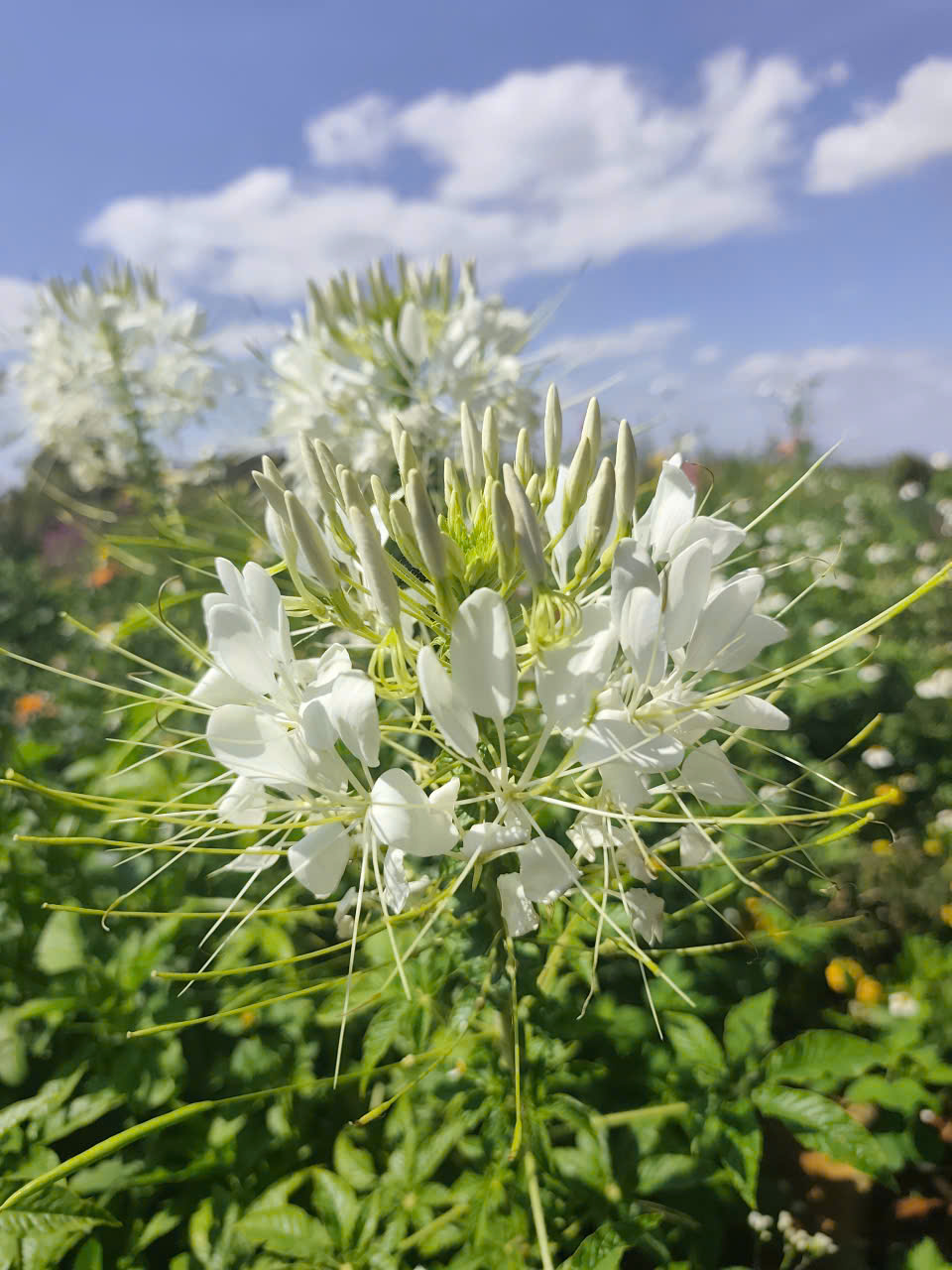 z7476442203223_60779dfa20a35c05552fdc1636b51570