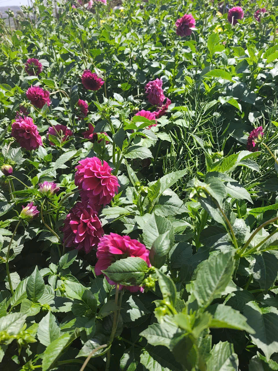 z7476442238757_5e511a36c7d8ccc6b2cfb38886772684