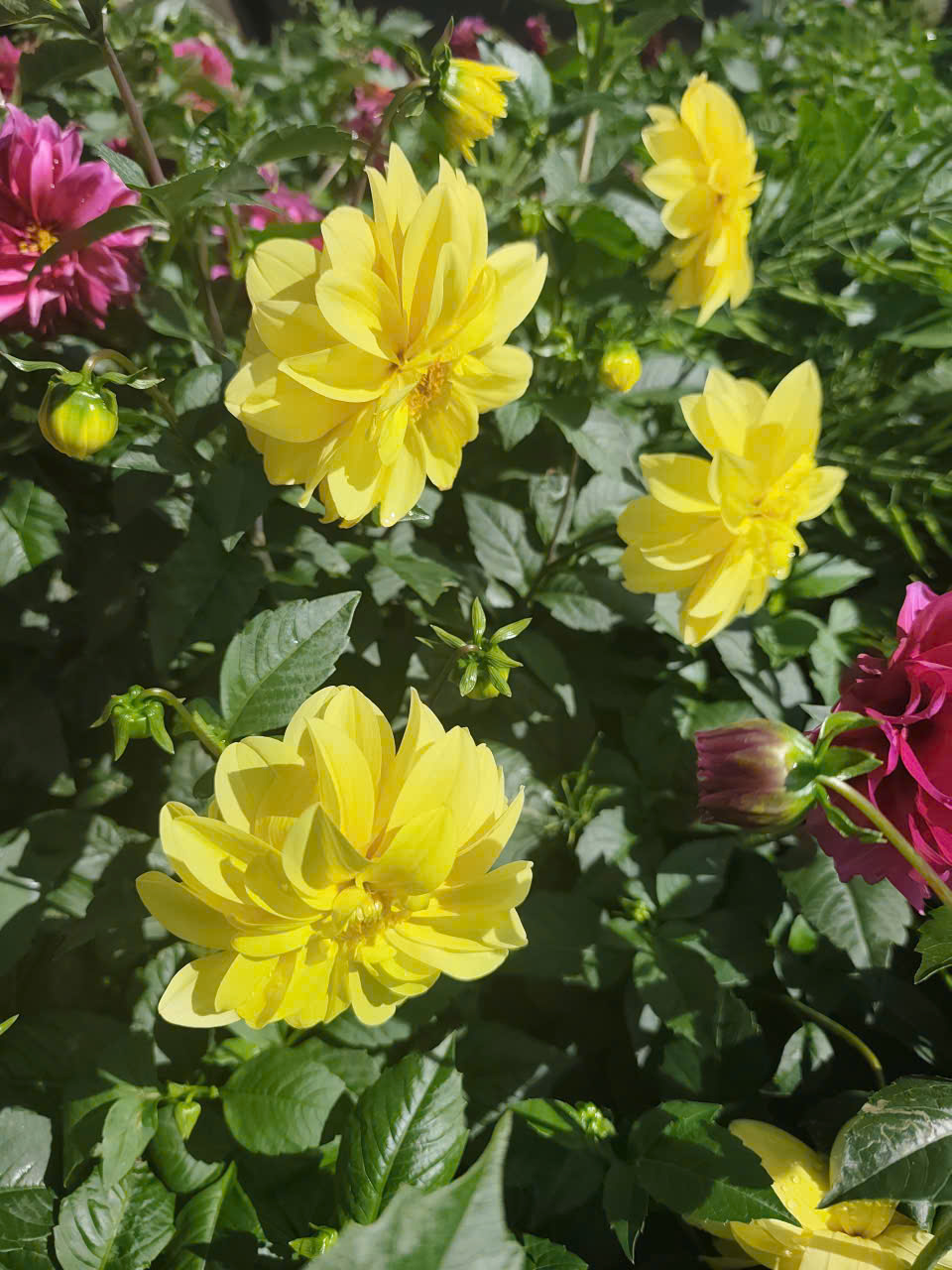 z7476442238758_dfe9cfa8b8129c78eafc811863059749